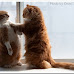 Lol cats flickr group pic