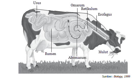 20+ Gambar Sapi Organ, Gambar Keren!