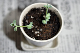 多肉植物の新芽を鉢植え