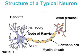 Sistem saraf merupakan salah satu sistem koordinasi yang bertugas menyampaikan rangsangan  Nih SISTEM SARAF MANUSIA