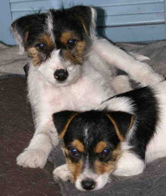 Jack Russell Terrier