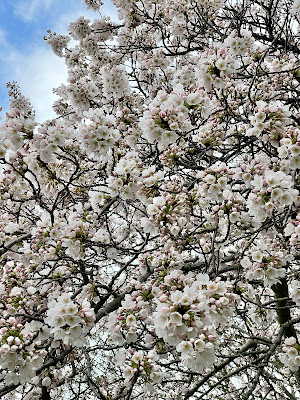 White flowering cherry tree in full bloom