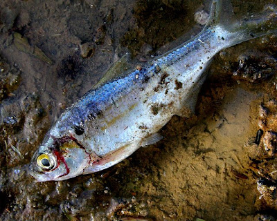 Thousands of fish die in due to pollution Thousands of fish die in due to pollution