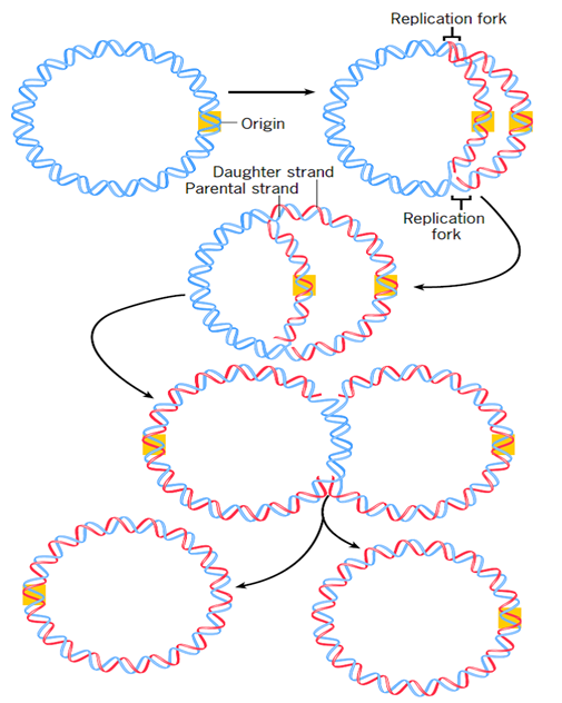 Replicación de un cromosoma bacteriano. Cada una de las pinzas de replicación sintetiza ADN, para que el cromosoma se duplique, el proceso es tan rápido que no se ha terminado de completar el cromosoma nuevo cuando ya inicia su propia replicación.