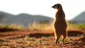 Jugar Help The Meerkat