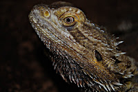 Dragón barbudo (Pogona vitticeps)