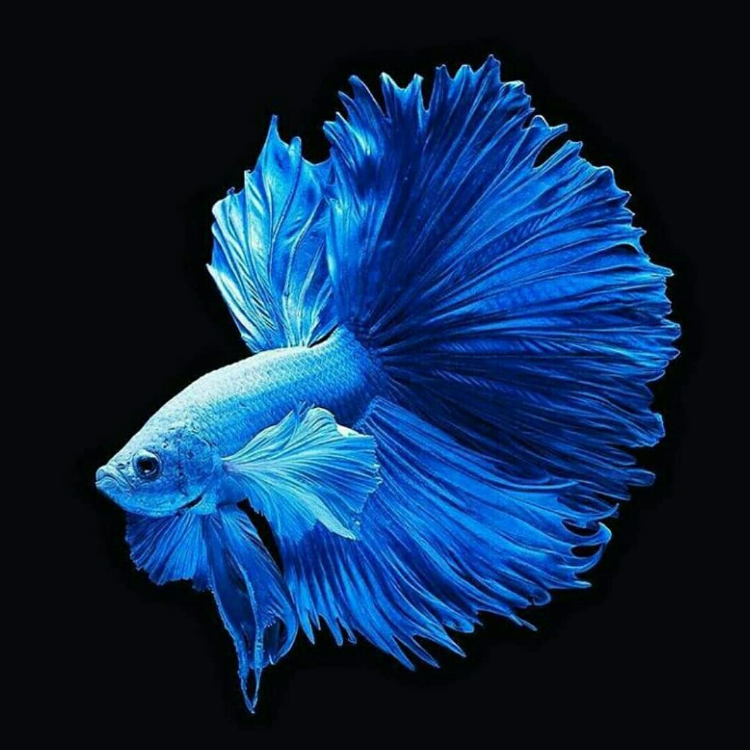 Wallpaper Ikan  Cupang  Ikan  Cupang  Hias Koi Plakat Fancy 