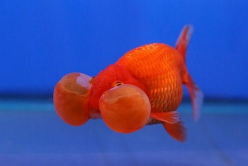 beautiful Bubble Eye Goldfish