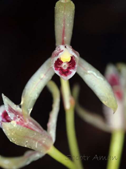 Cymbidium macrorhizon