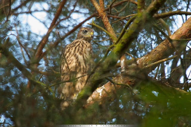 Juveniele Havik - Juvenile Goshawk - Accipiter gentilis