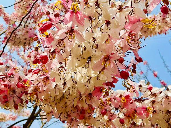 高雄六龜神威天台山道場花旗木盛開，環境清幽景色怡人，免費參觀