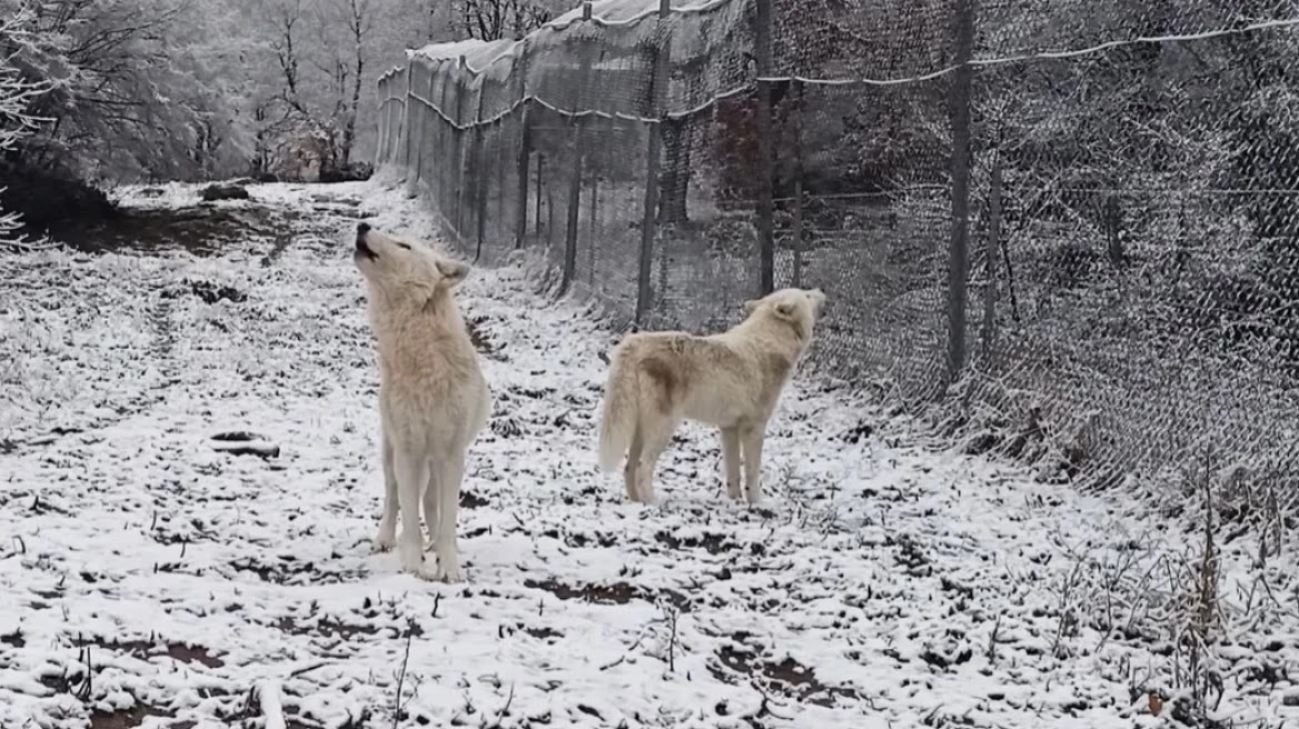 Η κραυγή των λύκων στα πρώτα χιόνια - Εντυπωσιακό βίντεο