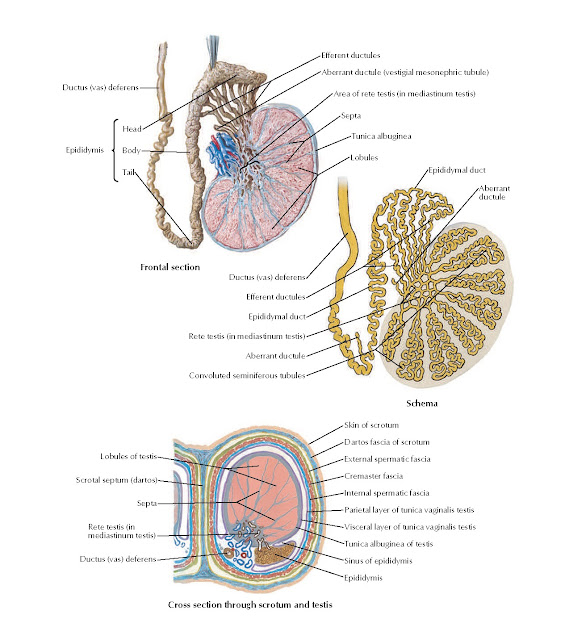 Testis, Epididymis, and Ductus Deferens Anatomy