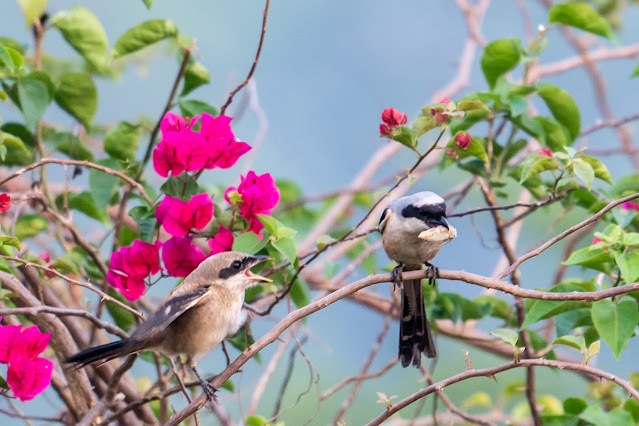 An Bui 2024 Quang Ngai - Long Tailed Shrike (Bách thanh đuôi dài)