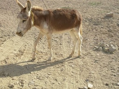 My Pet Donkey