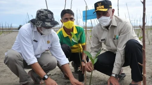 Mangrove Berfungsi Ganda untuk Mitigasi dan Mendukung Perekonomian Pesisir