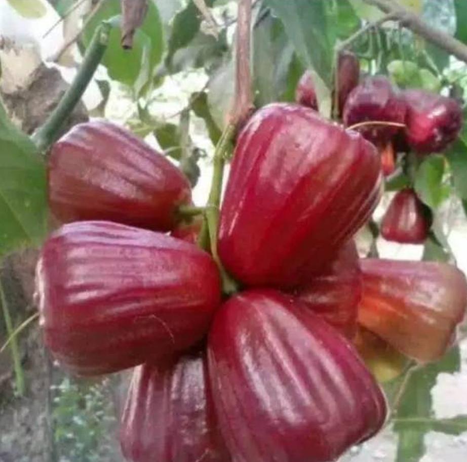 jual bibit jambu dalhari tanaman buah harga bersahabat Sulawesi Utara