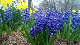 spring flowers