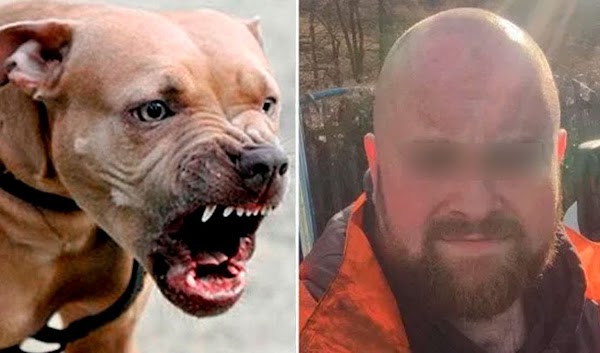 "Si tengo que ir preso, voy": Joven roba pitbull que era maltratado por su dueño ¿Estas de acuerdo?