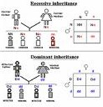 recessive genes chart7