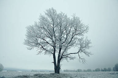lonely-tree-in-a-field-frosted-frosty-winter-landscape