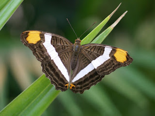 Adelpha fessonia