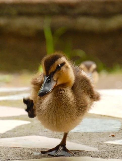 picture of a cute baby duck