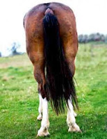 Photo of a brown horse taken from the back.