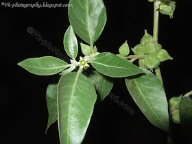 Ashwagandha-Withania somnifera Leaves