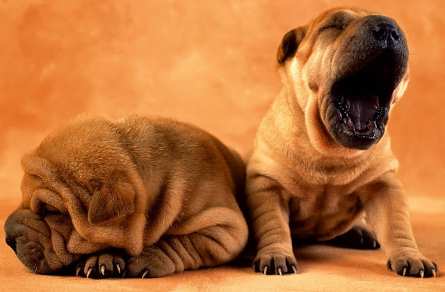 sleeping puppy, yawning puppy, puppy photos