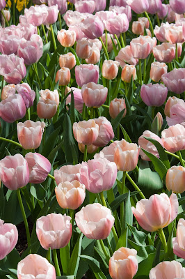 Tulips, Garvan Woodland Gardens