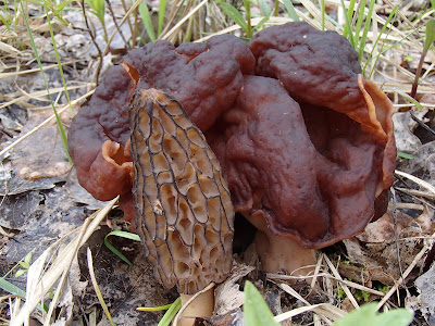 grzyby 2017, grzyby wiosenne, grzyby w kwietniu, workowce, Morchella conica smardz stożkowaty, Verpa bohemica naparstniczka czeska,  Mitrophora semilibera mitrówka półwolna, Verpa conica naparstniczka stożkowata, Gyromitra esculenta piestrzenica kasztanowata, 