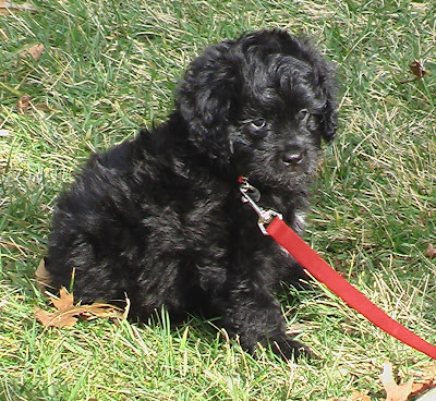 black goldendoodle pictures. goldendoodle black. from