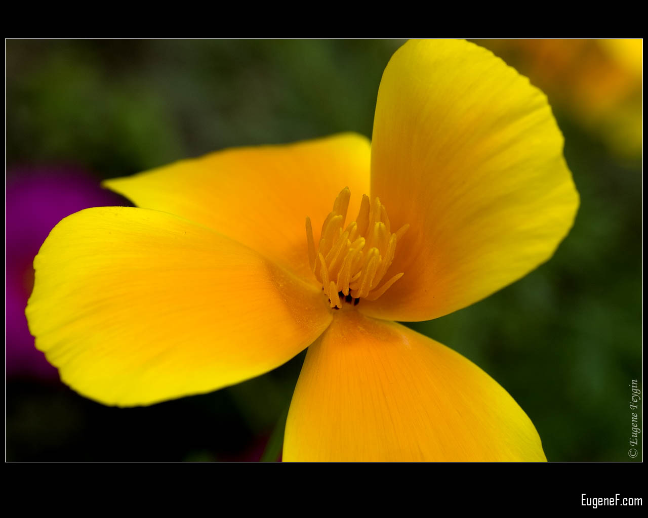 Yellow Flowers