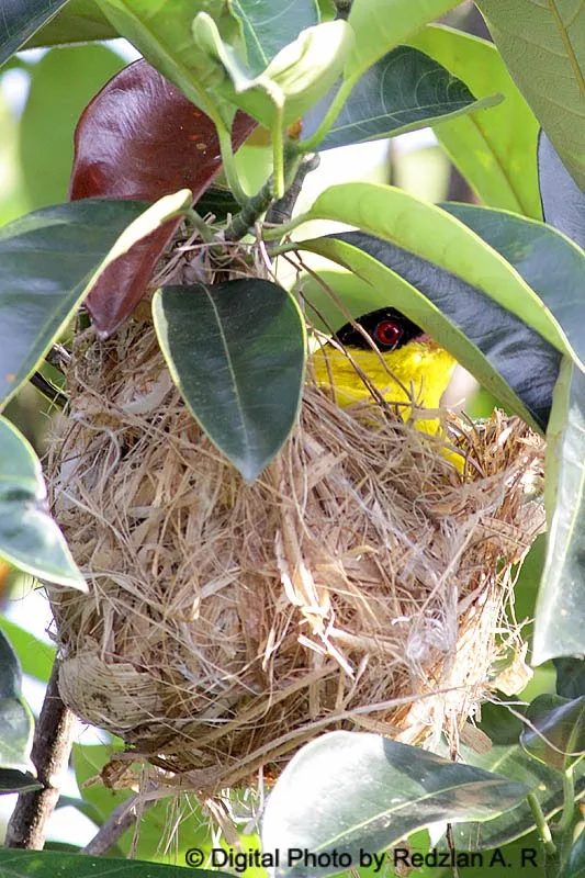 Black-naped Oriole's Nest