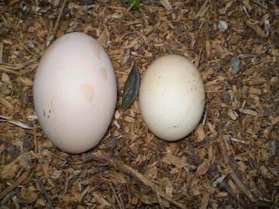 Biodynamic eggs