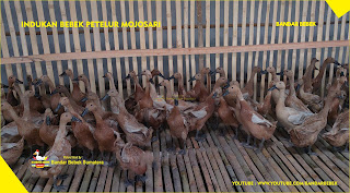 Jual Bibit Bebek Petelur Lampung Tengah - BandarBebek.com