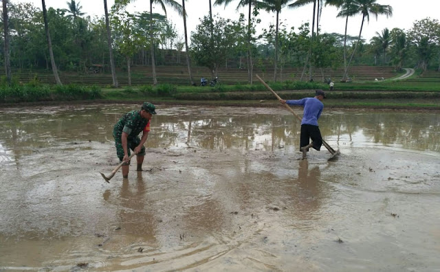 Kodim Karanganyar - Sertu Sumaryo Bantu Petani Mengolah Lahan Sawah di Desa Binaannya