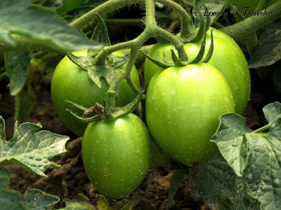 Tomato Solanum lycopersicum