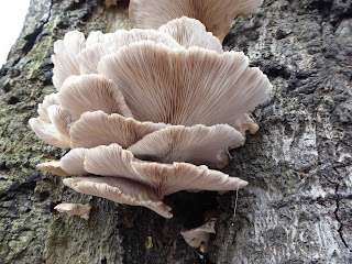 Oyster Mushroom (Pleurotus ostreatus)