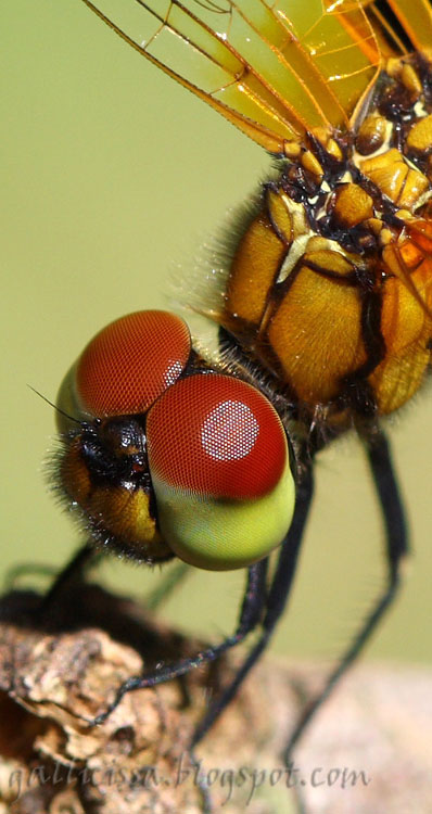 Elusive Adjutant young male