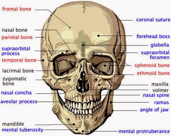 HARDIN BURUHI MAKALAH Anatomi  Rangka Manusia 