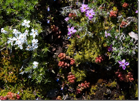Kachess Ridge (8 of 16)