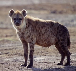 hyena, karnivora, hewan darat, binatang iseng