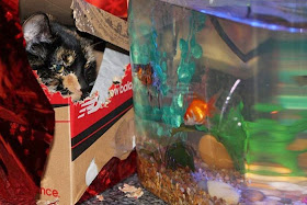 Funny cats - part 97 (40 pics + 10 gifs), cat pictures, cat watching goldfish in aquarium