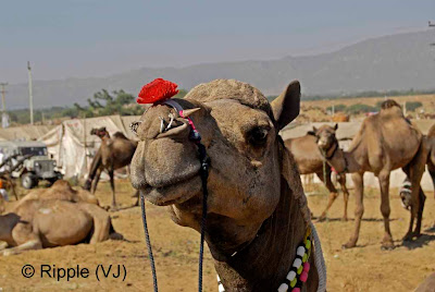 Posted by Ripple (VJ) :  Pushkar Camel Fair 2008 : Camel ready for the fair with complete Makeover @ Pushkar Camel fair 2008