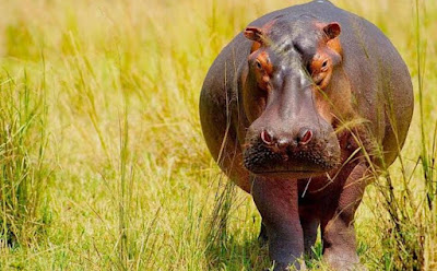 Top 10 Heaviest animals