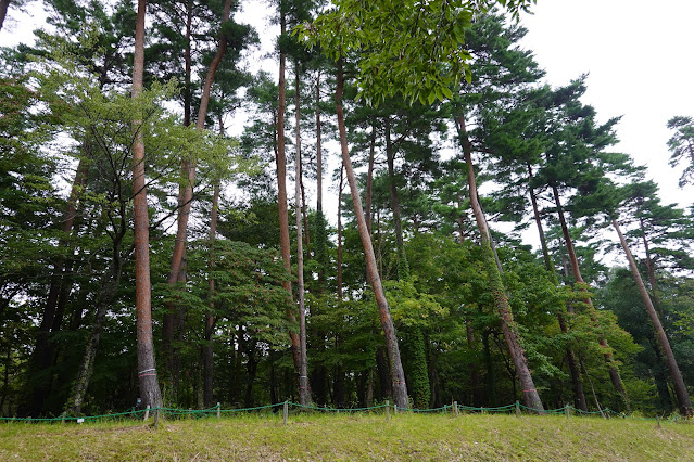 鳥取県西伯郡南部町鶴田　とっとり花回廊　北館の赤松の森
