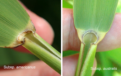 A panel of two photos showing the ligules of subspecies americanus and australis.