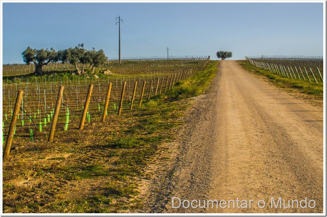 Herdade do Freixo, adegas Alentejo, adega subterrânea, vinhos Alentejo, adega  Frederico Valsassina , adegas arquitetónicas